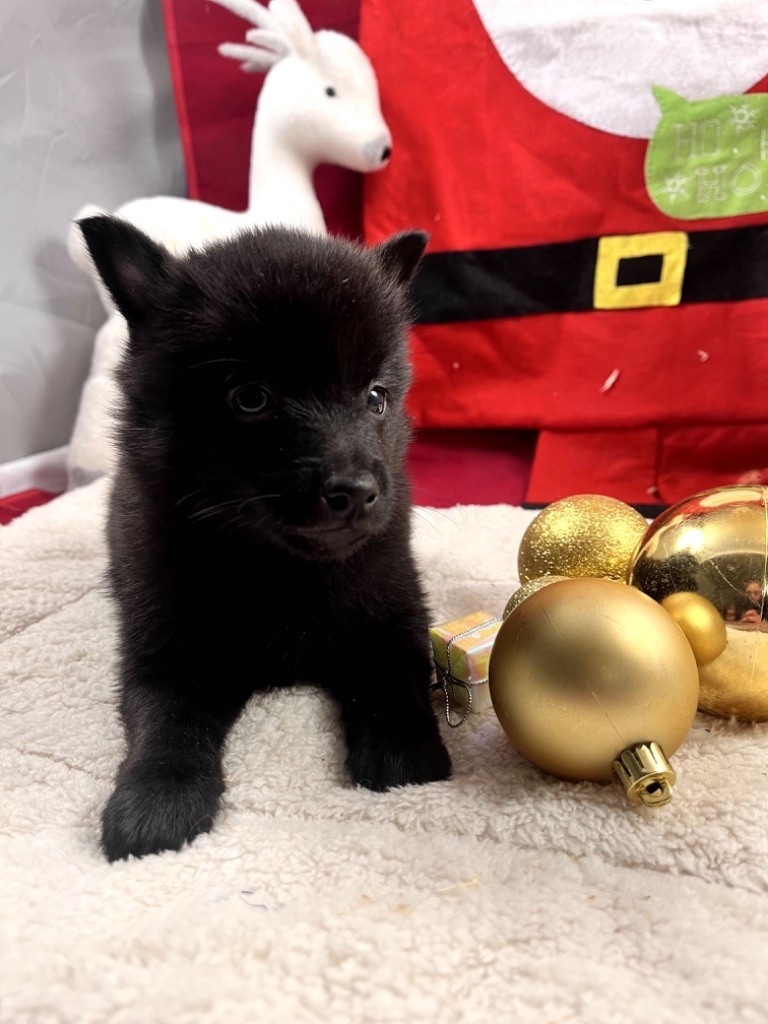 de Jerrie Black - Chiot disponible  - Schipperke