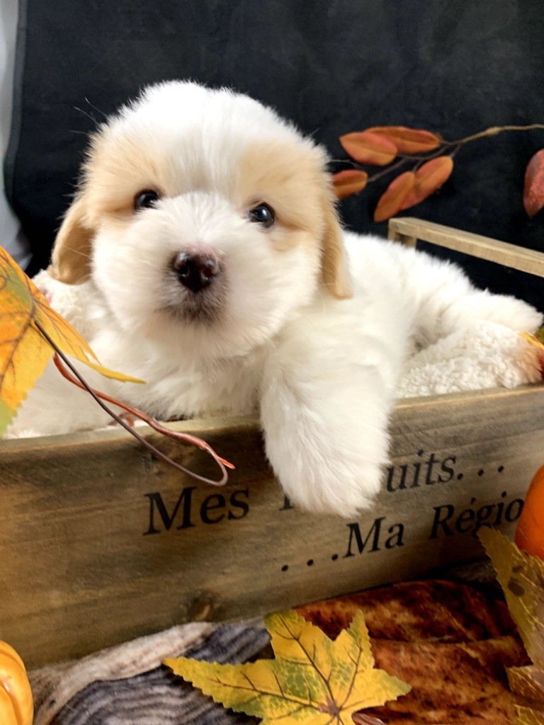 de Jerrie Black - Chiot disponible  - Coton de Tulear