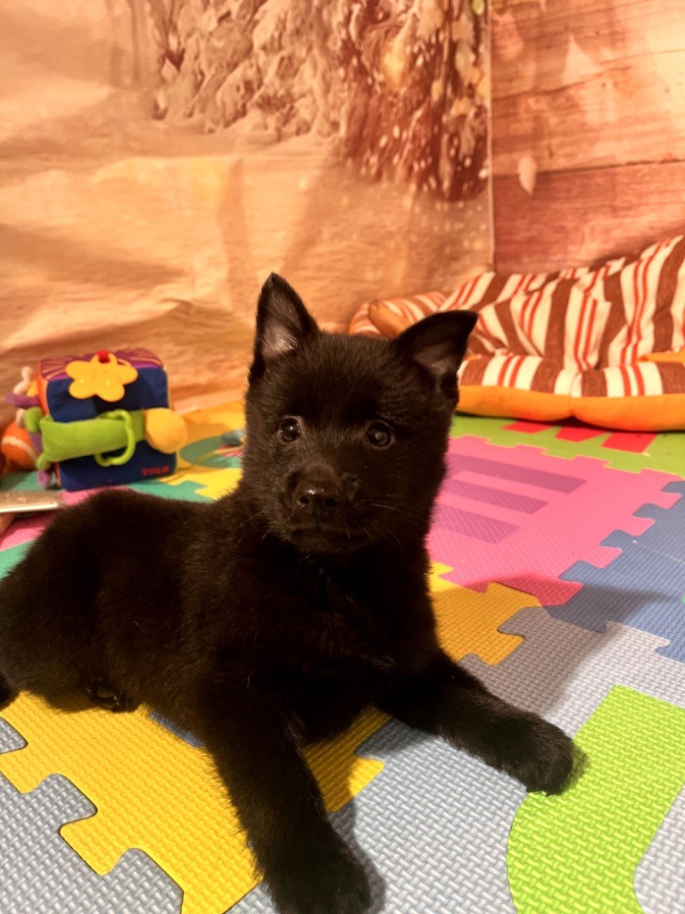 de Jerrie Black - Chiot disponible  - Schipperke