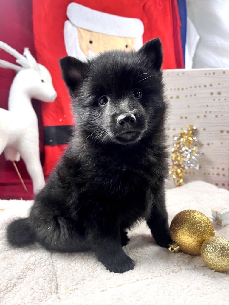 de Jerrie Black - Chiot disponible  - Schipperke