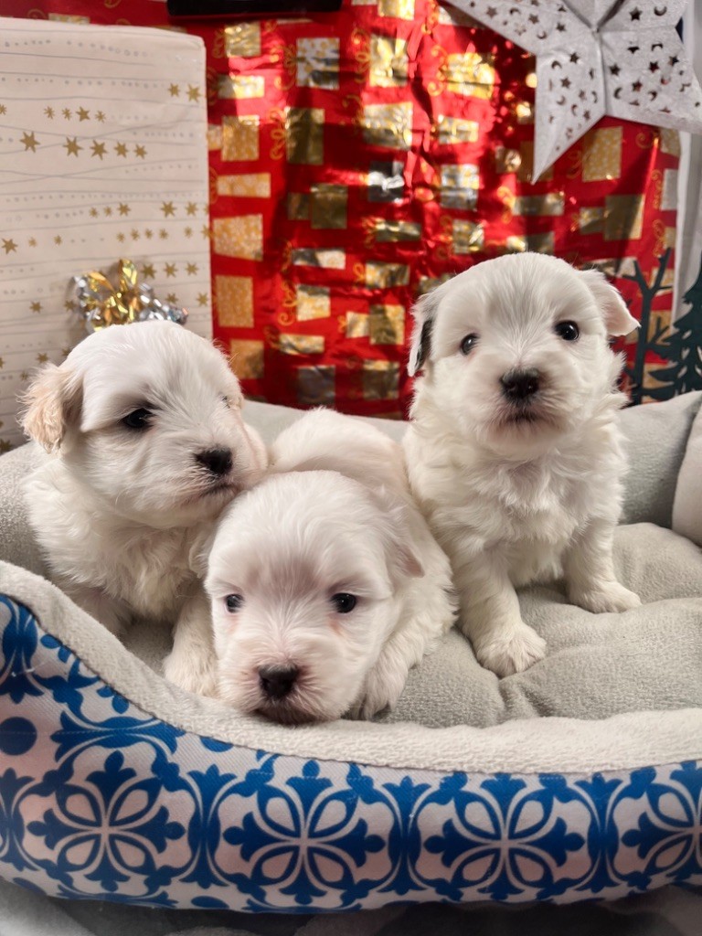 de Jerrie Black - Chiot disponible  - Coton de Tulear