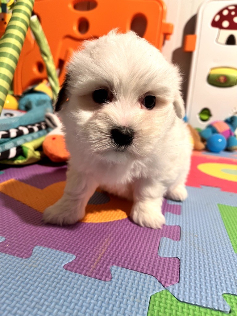 de Jerrie Black - Chiot disponible  - Coton de Tulear