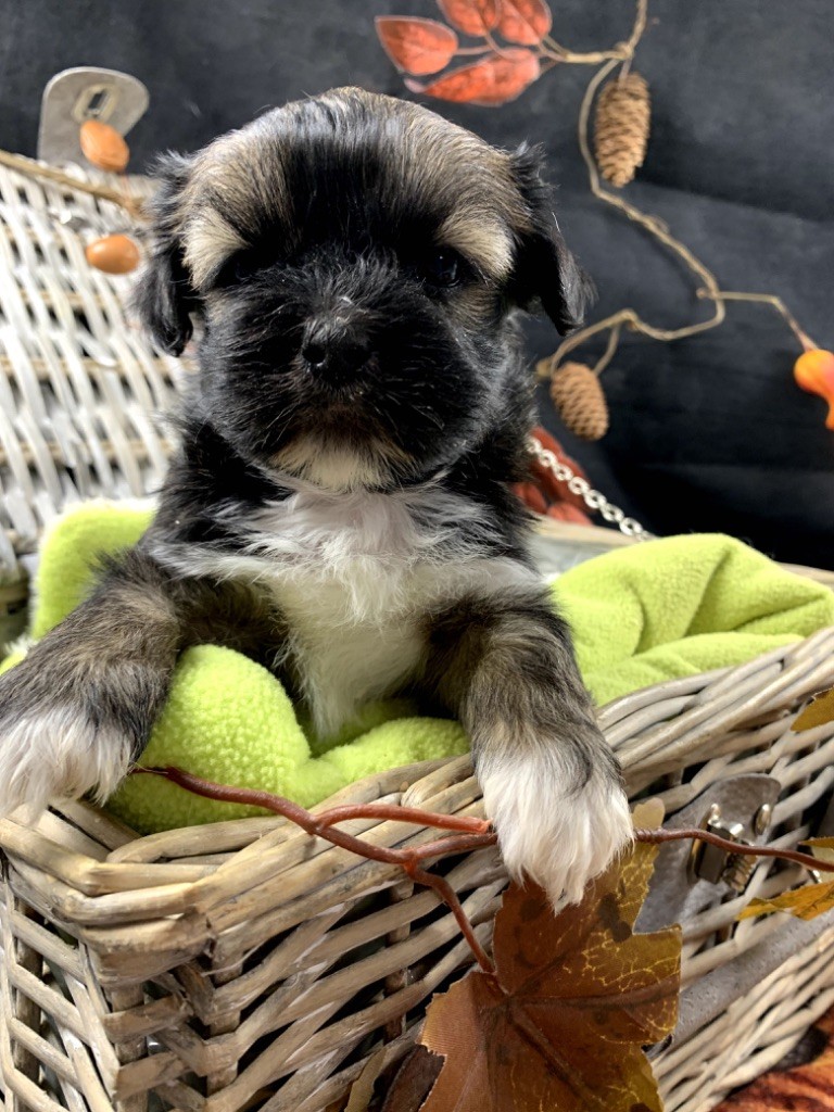 de Jerrie Black - Chiot disponible  - Lhassa Apso