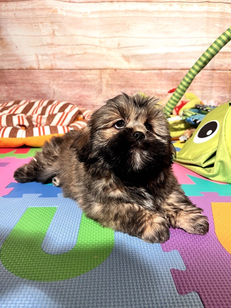 de Jerrie Black - Chiot disponible  - Lhassa Apso