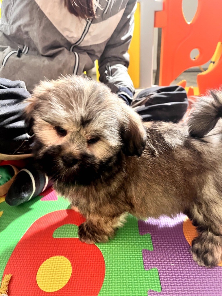 de Jerrie Black - Chiot disponible  - Lhassa Apso