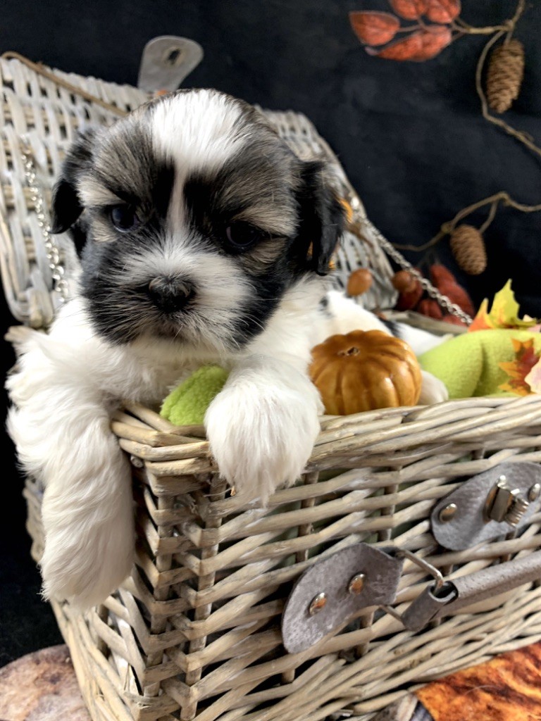 de Jerrie Black - Chiot disponible  - Lhassa Apso