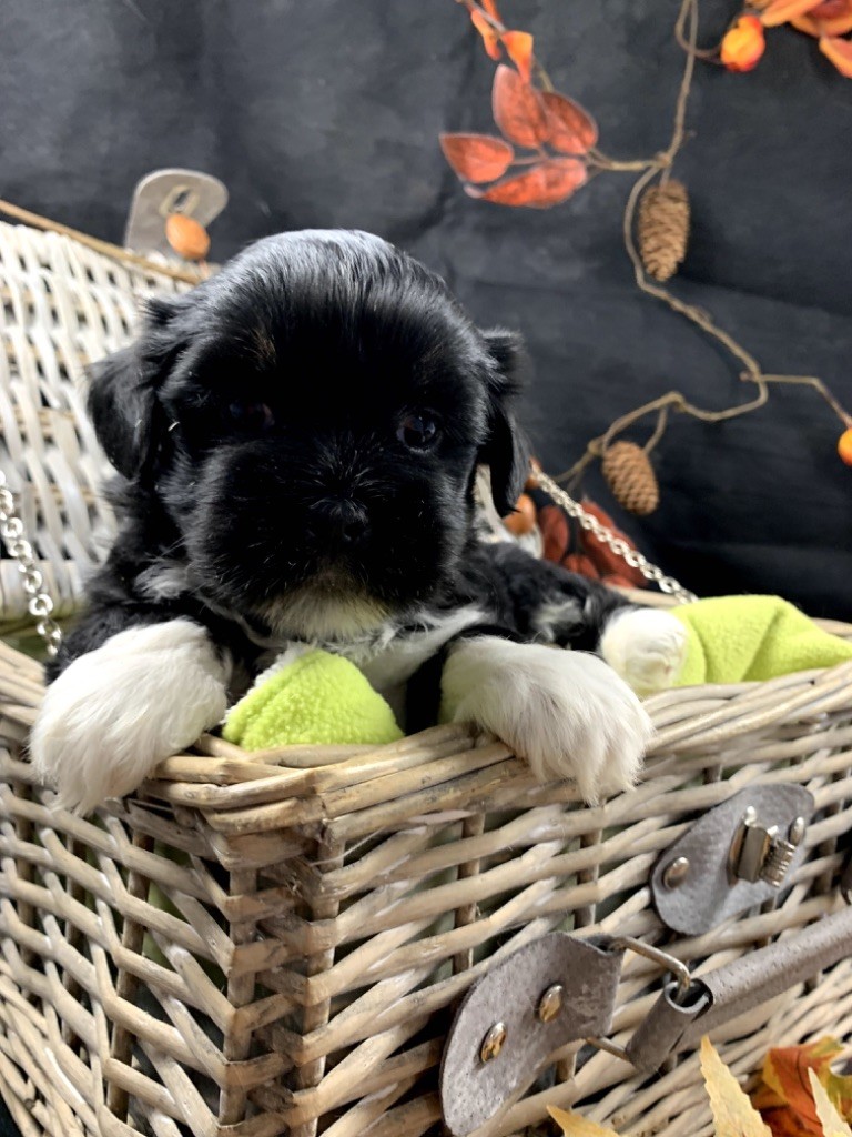 de Jerrie Black - Chiot disponible  - Lhassa Apso