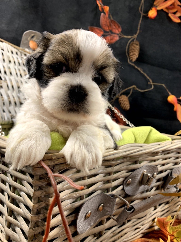 de Jerrie Black - Chiot disponible  - Lhassa Apso