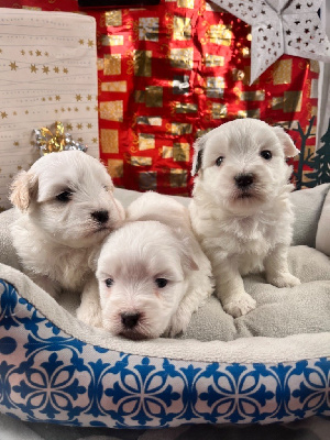 de Jerrie Black - Coton de Tulear - Portée née le 12/12/2024