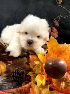 de Jerrie Black - Coton de Tulear - Portée née le 20/09/2024