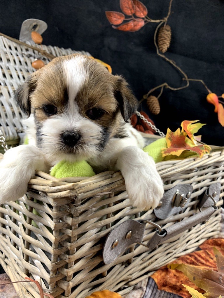 de Jerrie Black - Chiot disponible  - Lhassa Apso