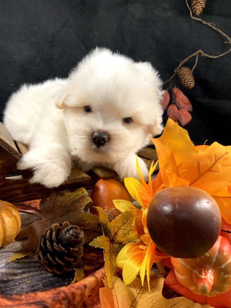 de Jerrie Black - Chiot disponible  - Coton de Tulear