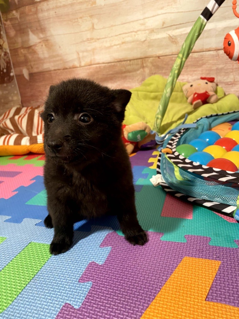 de Jerrie Black - Chiot disponible  - Schipperke