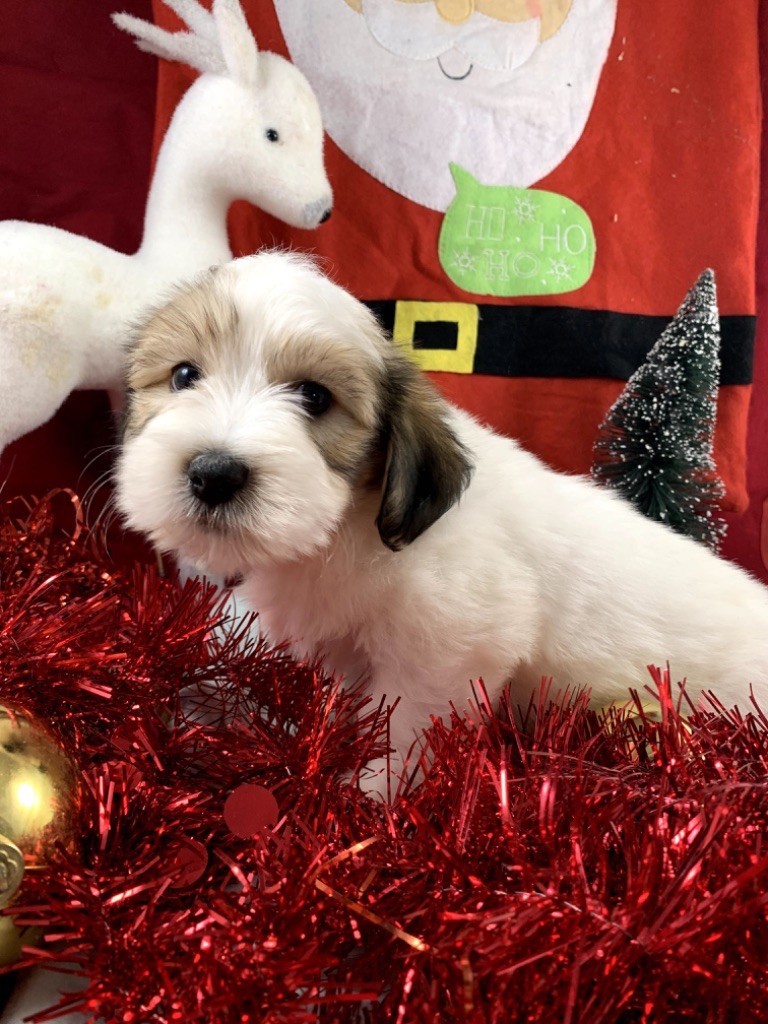 de Jerrie Black - Chiot disponible  - Coton de Tulear