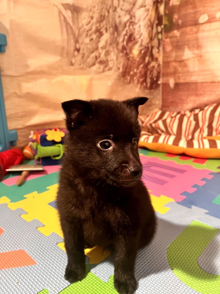 de Jerrie Black - Chiot disponible  - Schipperke