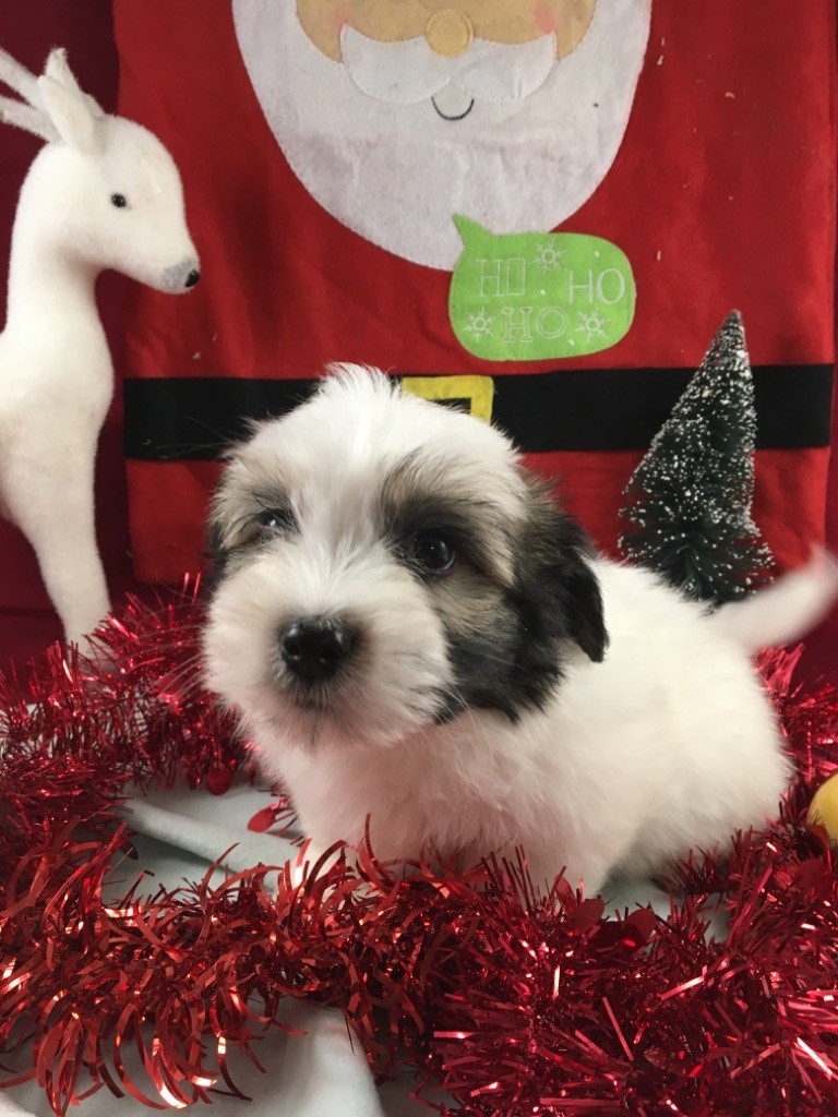 de Jerrie Black - Chiot disponible  - Coton de Tulear