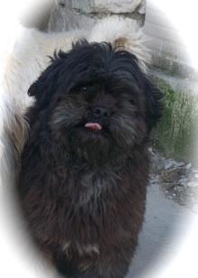 Doogy Der Lenn