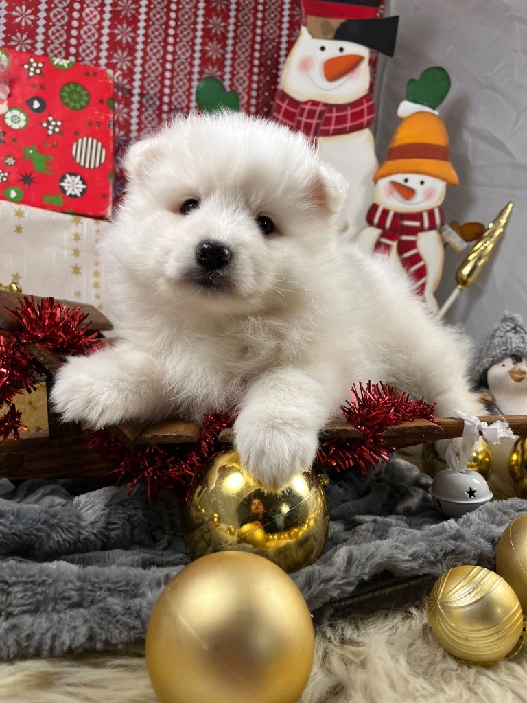 de Jerrie Black - Chiots disponibles - Spitz japonais