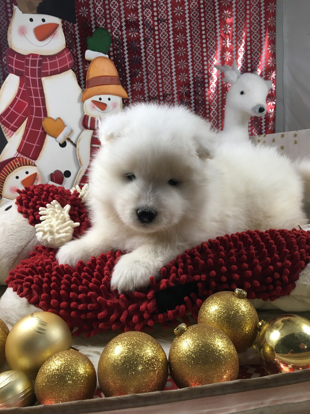 de Jerrie Black - Chiots disponibles - Samoyède