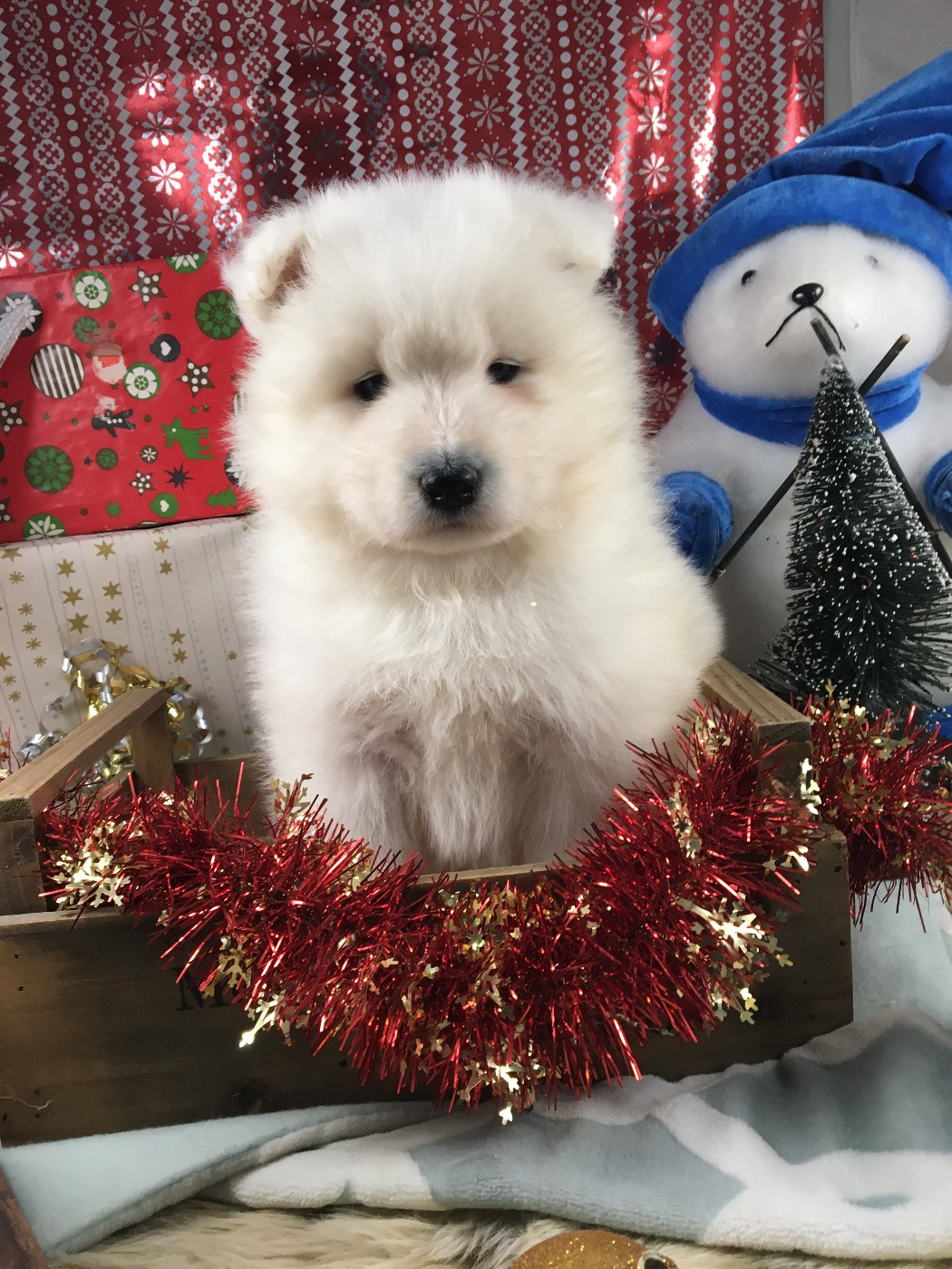 de Jerrie Black - Chiots disponibles - Samoyède