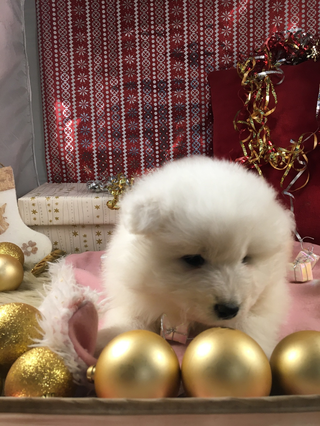 de Jerrie Black - Chiots disponibles - Samoyède