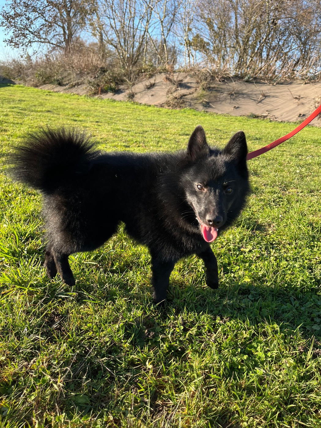 de Jerrie Black - Chiots disponibles - Schipperke