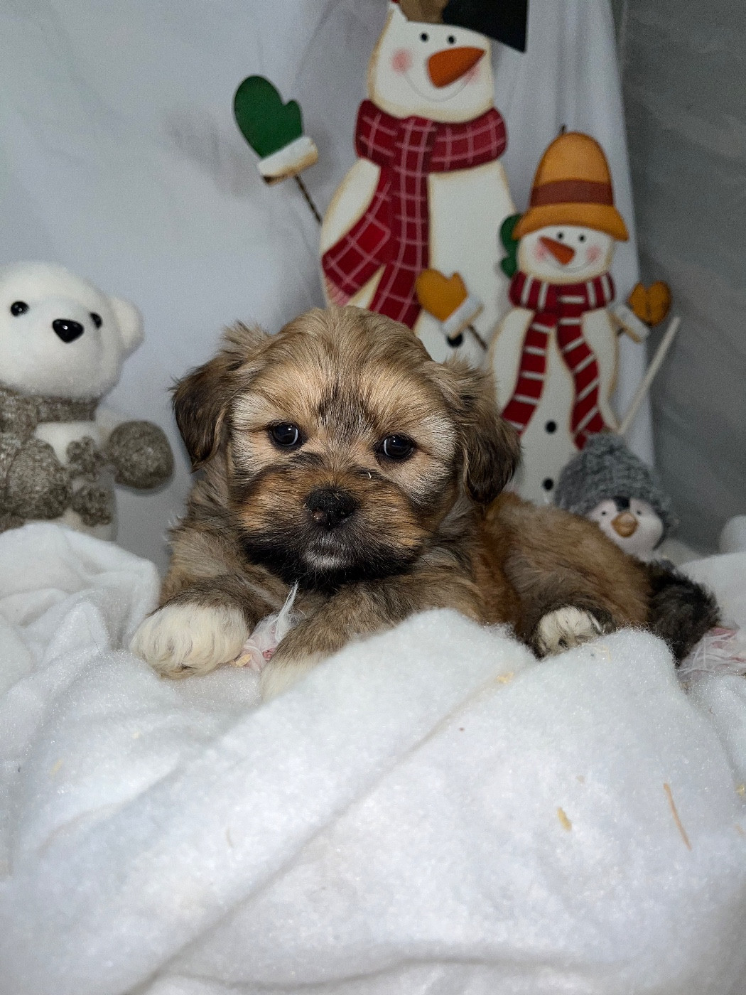 de Jerrie Black - Chiots disponibles - Lhassa Apso