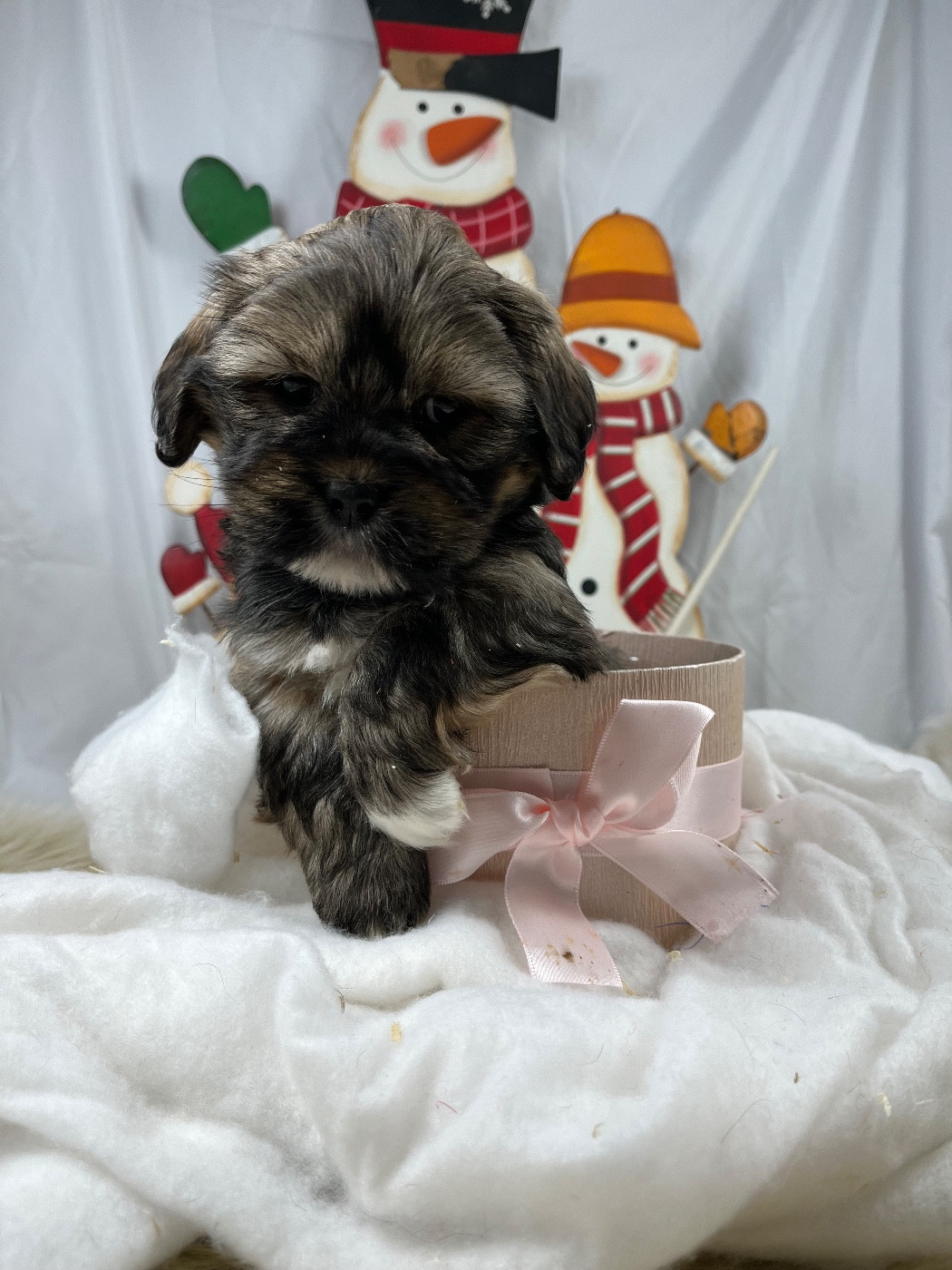 de Jerrie Black - Chiots disponibles - Lhassa Apso