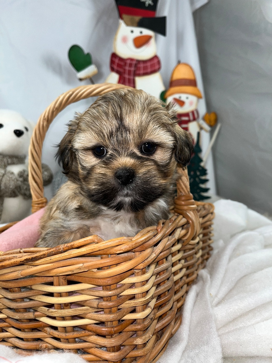 de Jerrie Black - Chiots disponibles - Lhassa Apso