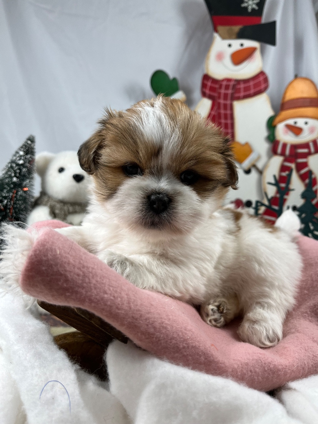 de Jerrie Black - Chiots disponibles - Lhassa Apso