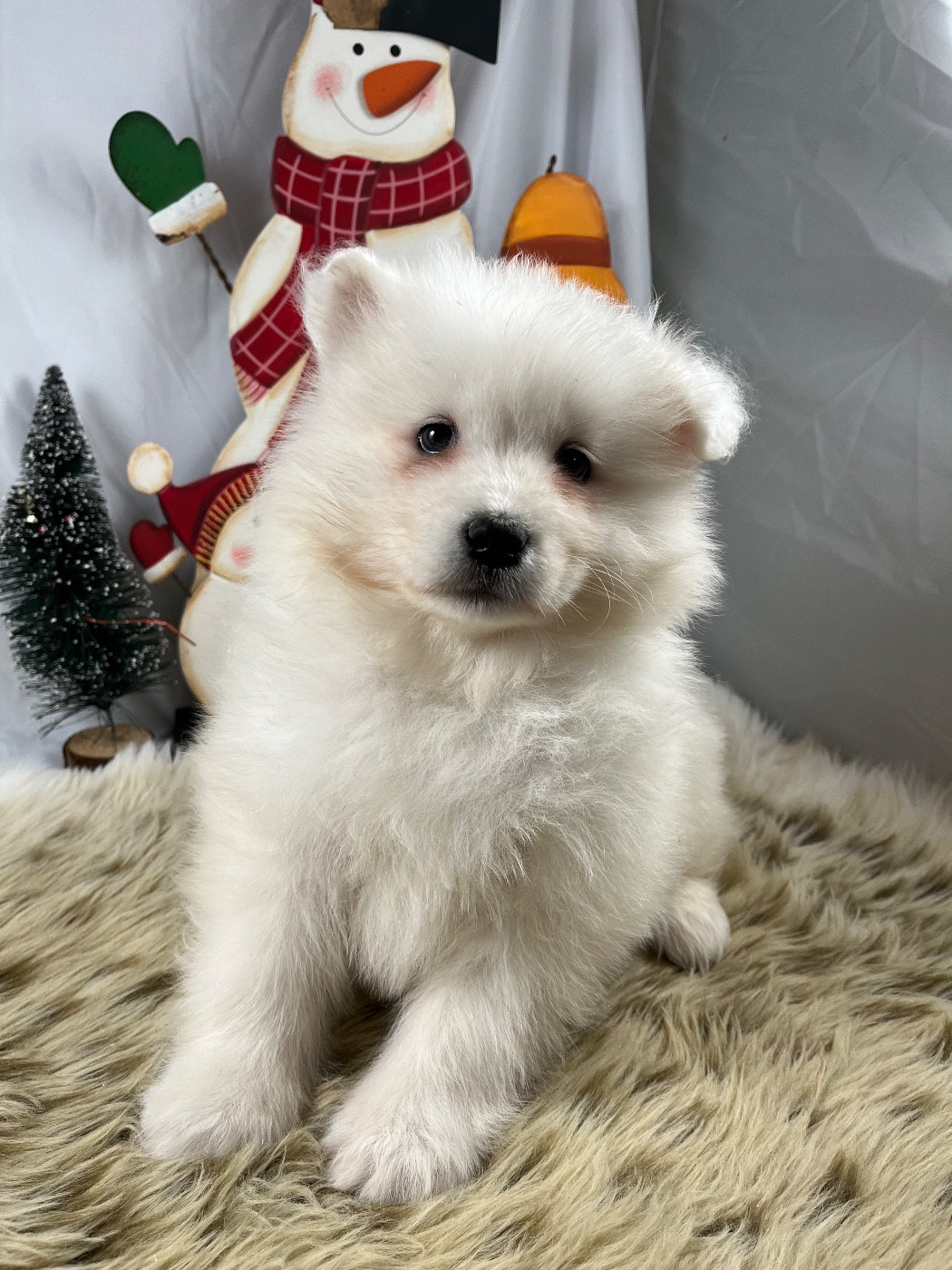 de Jerrie Black - Samoyède - Portée née le 19/11/2025