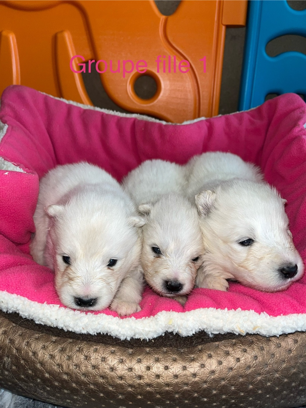 de Jerrie Black - Chiots disponibles - Samoyède