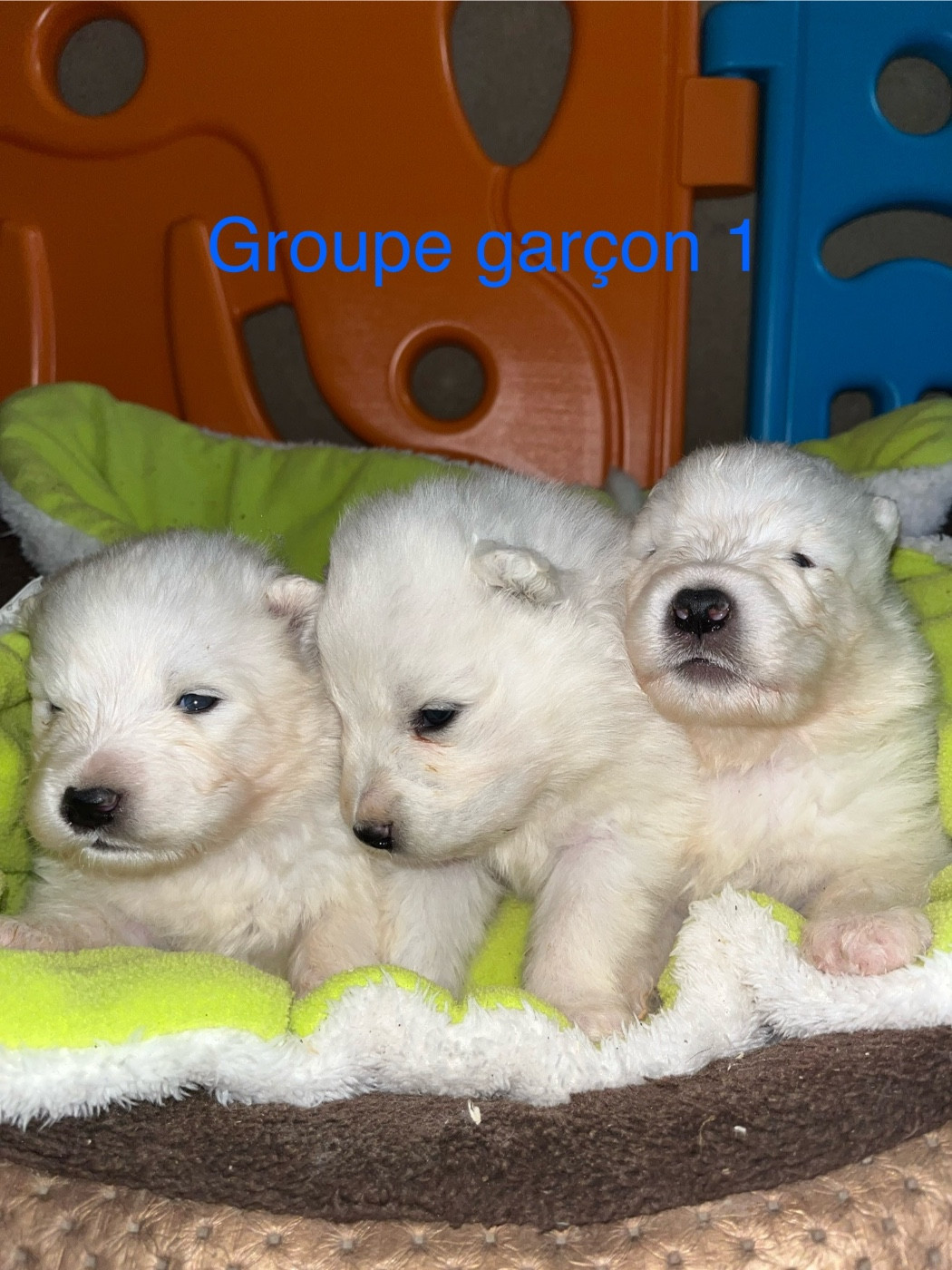 de Jerrie Black - Chiots disponibles - Samoyède