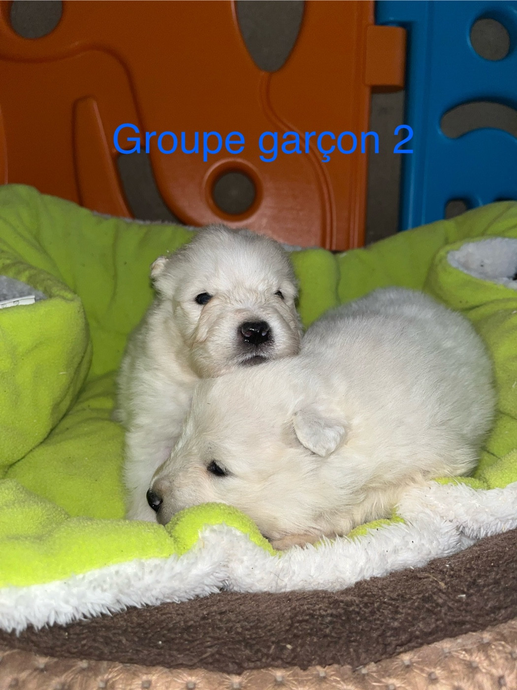 de Jerrie Black - Chiots disponibles - Samoyède
