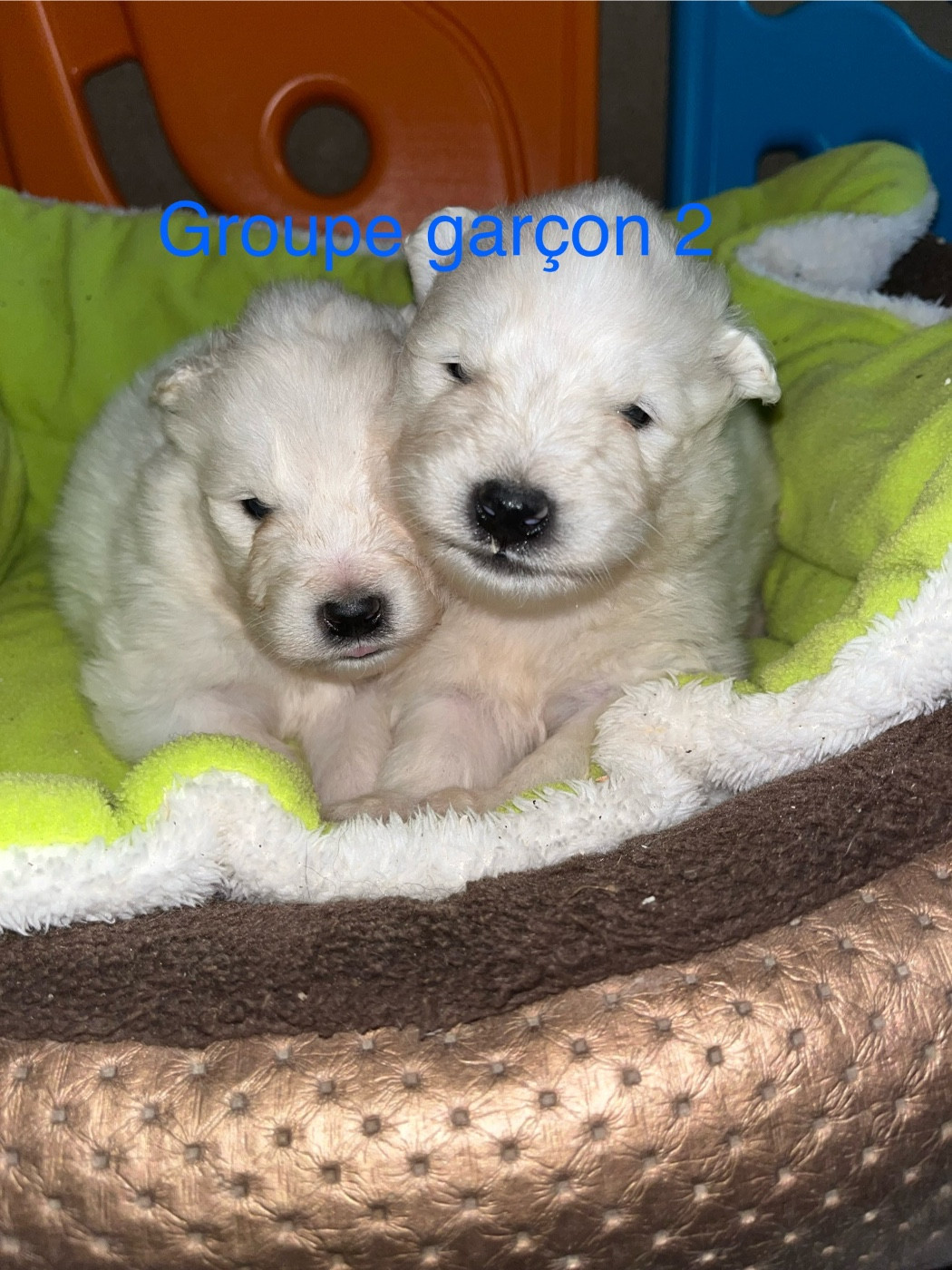 de Jerrie Black - Chiots disponibles - Samoyède