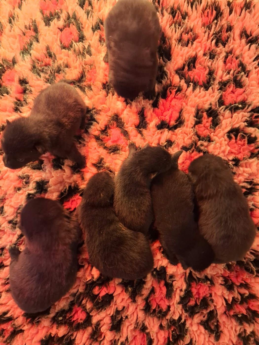 Chiot Schipperke de Jerrie Black