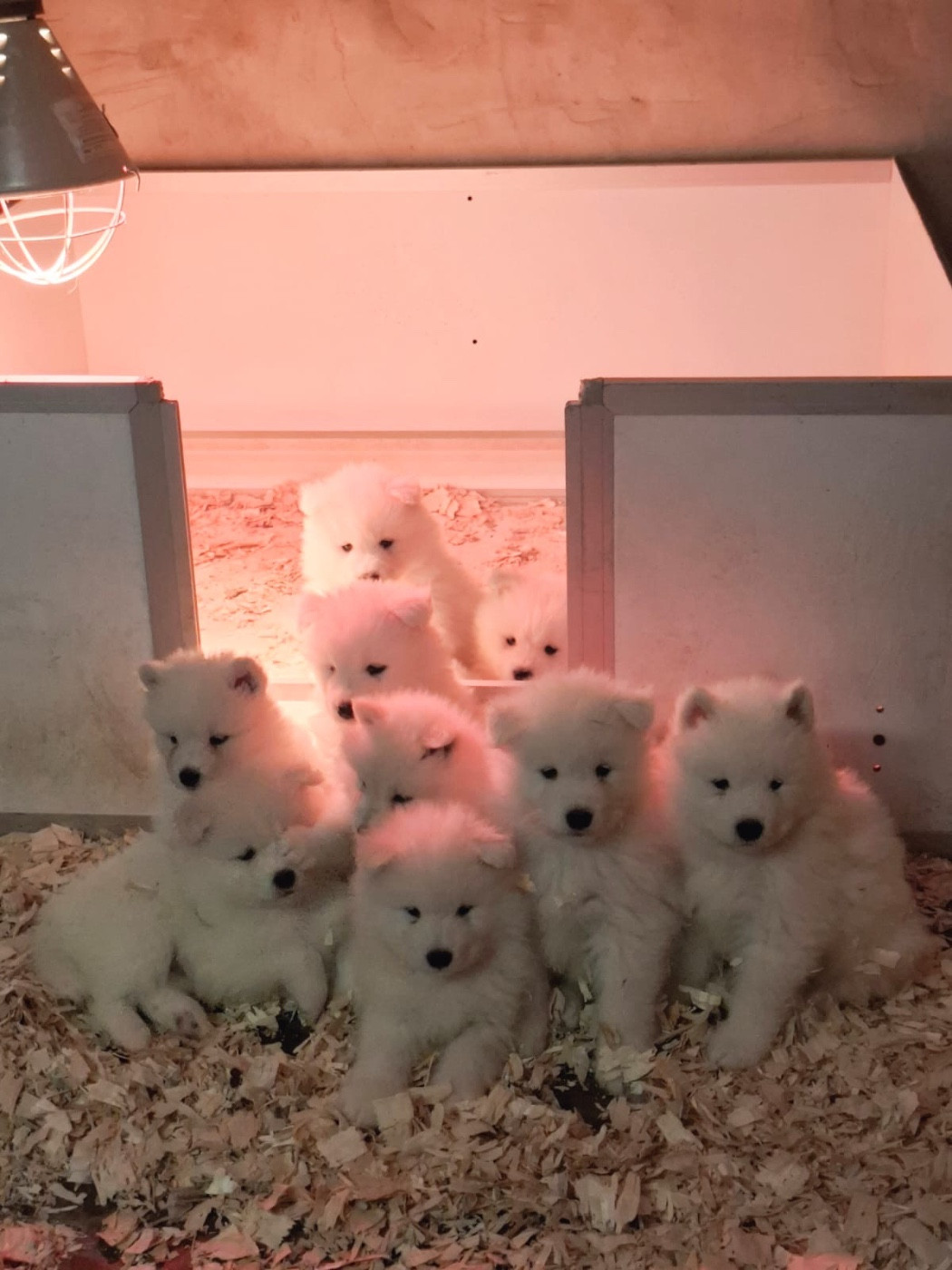 de Jerrie Black - Samoyède - Portée née le 03/01/2026