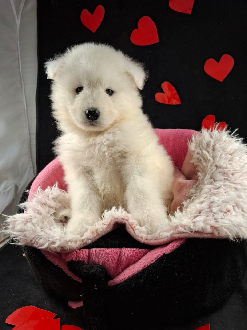 de Jerrie Black - Chiots disponibles - Samoyède