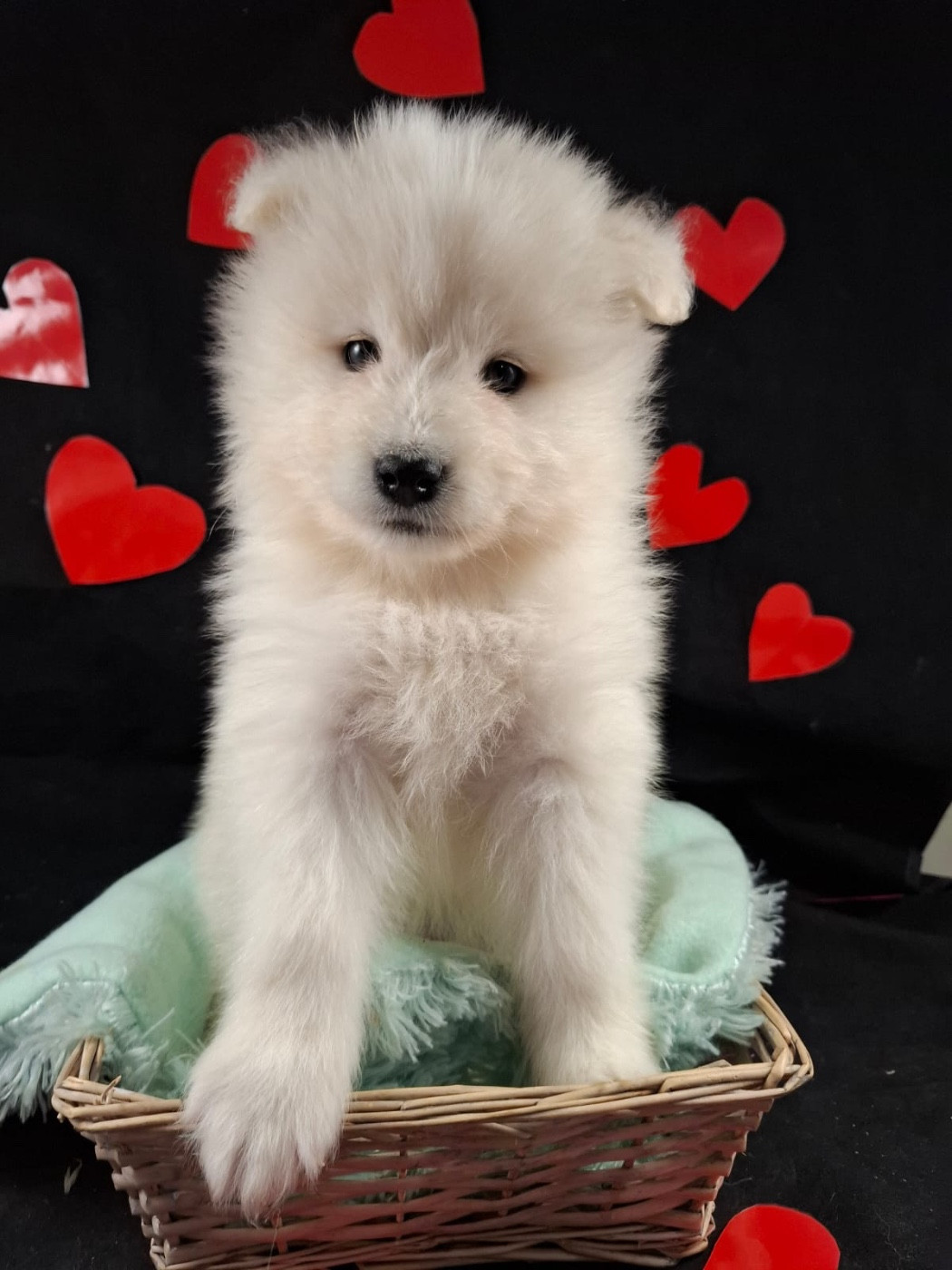 de Jerrie Black - Chiots disponibles - Samoyède