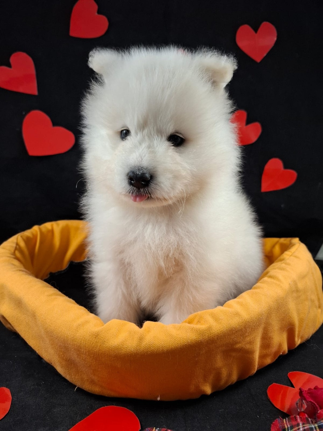 de Jerrie Black - Chiots disponibles - Samoyède