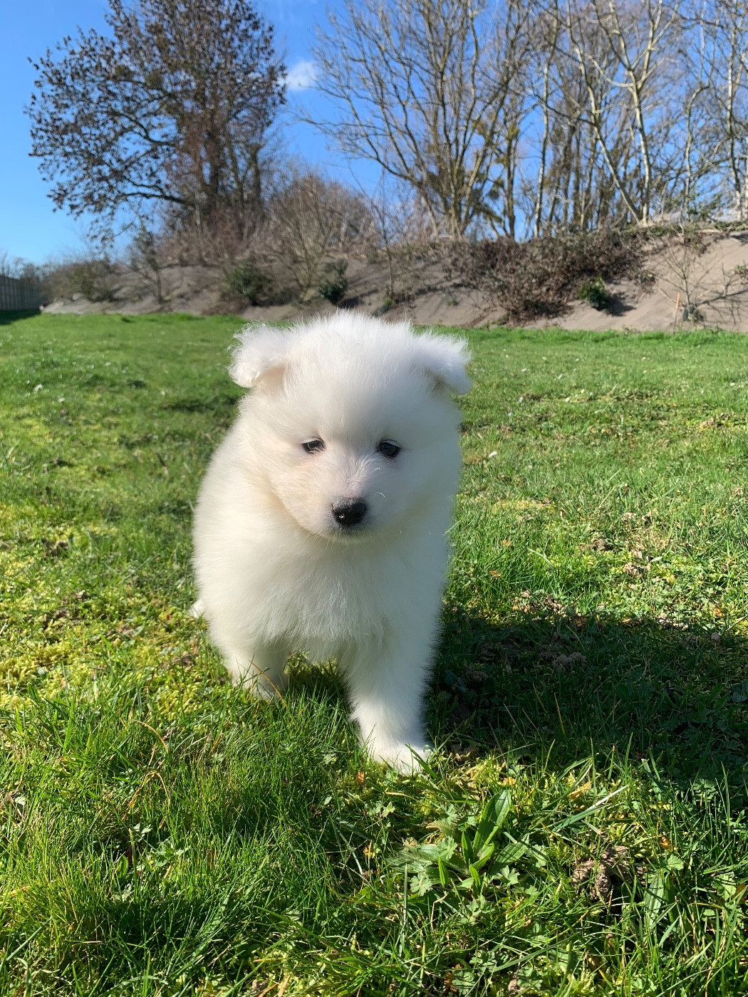 de Jerrie Black - Chiots disponibles - Samoyède