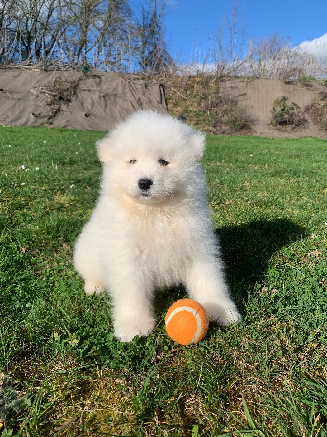 de Jerrie Black - Chiots disponibles - Samoyède
