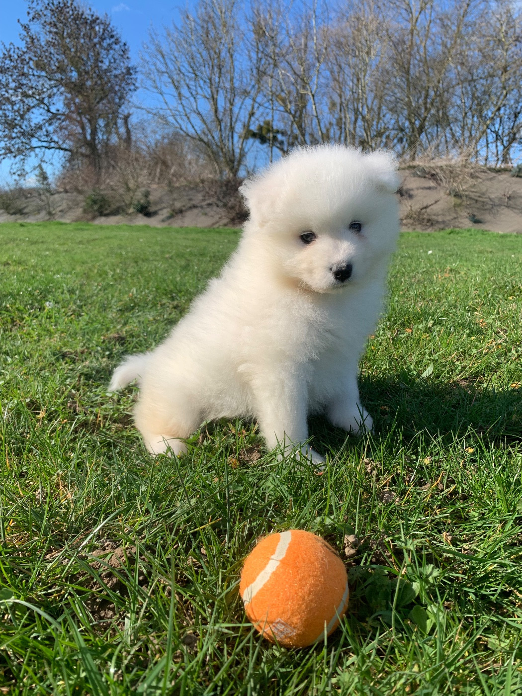 de Jerrie Black - Chiots disponibles - Samoyède