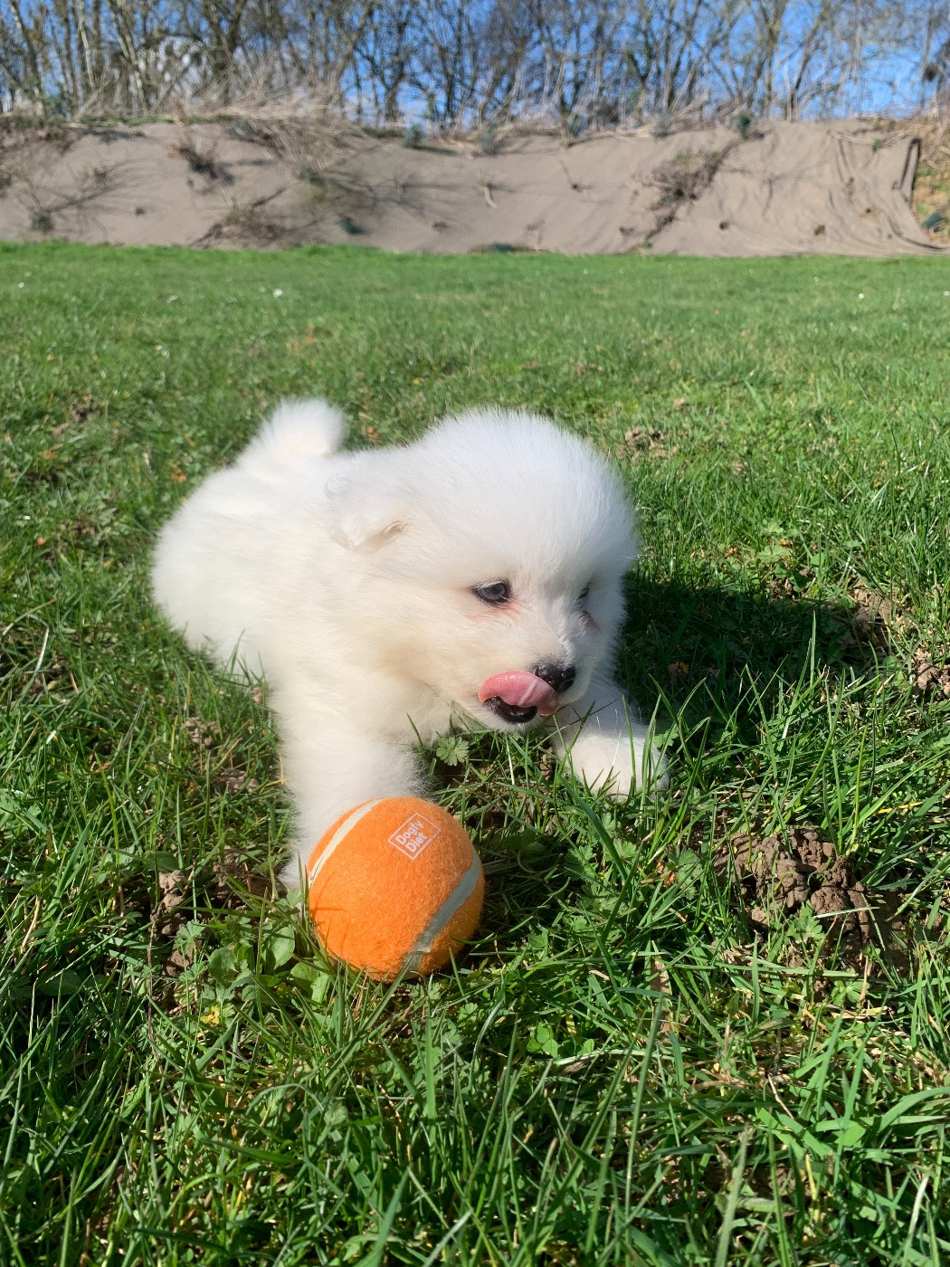 de Jerrie Black - Chiots disponibles - Samoyède