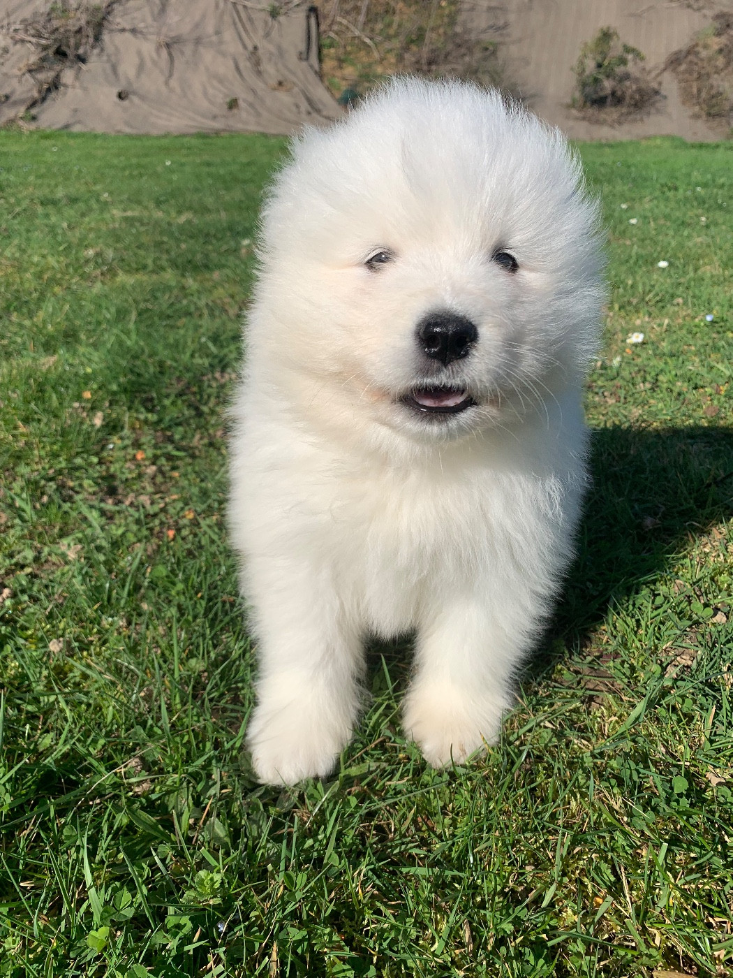 de Jerrie Black - Chiots disponibles - Samoyède