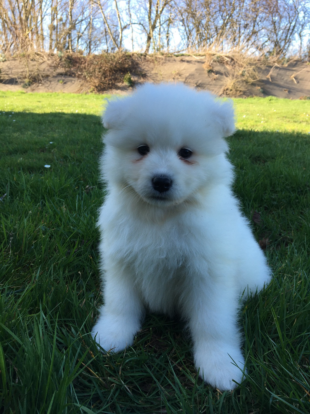 de Jerrie Black - Chiots disponibles - Samoyède