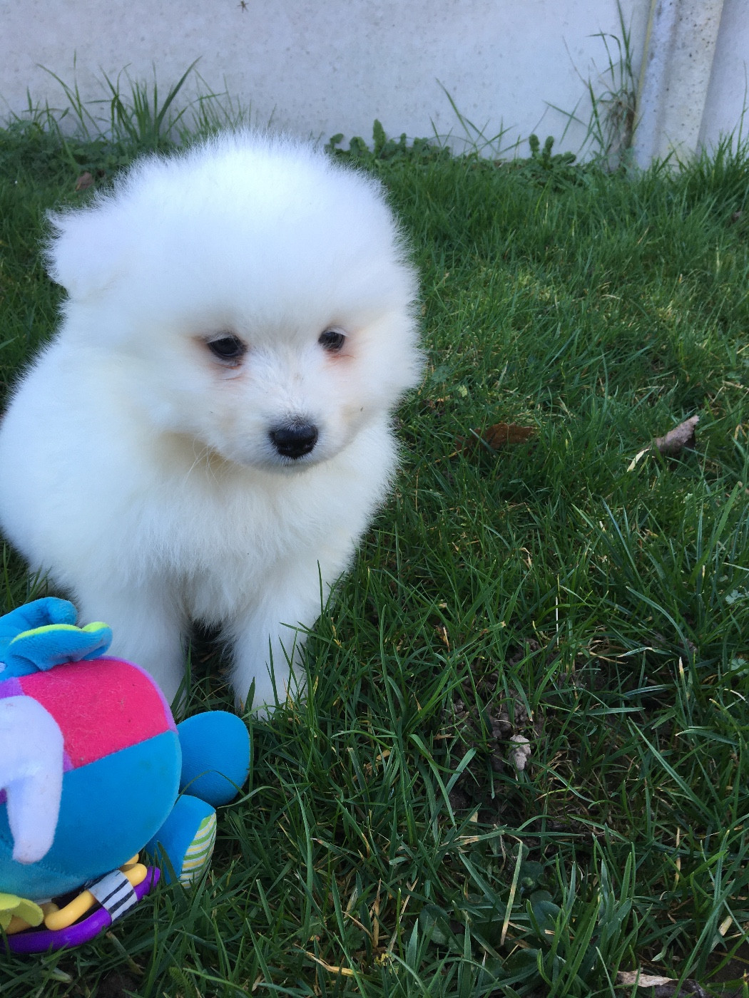 de Jerrie Black - Chiots disponibles - Samoyède