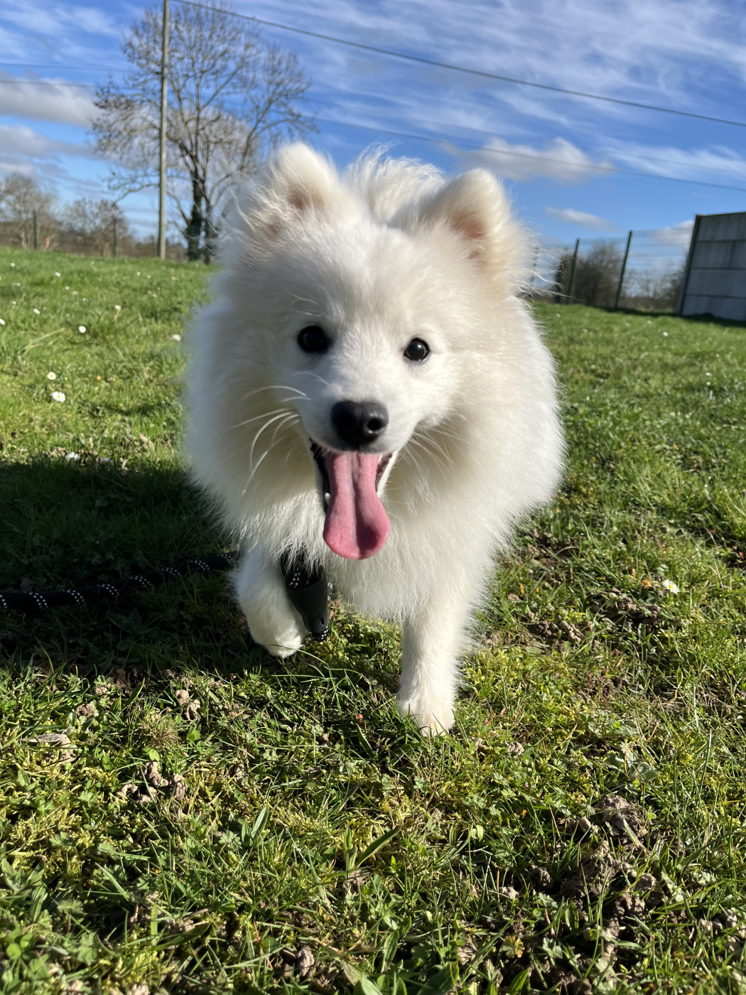 de Jerrie Black - Spitz japonais - Portée née le 25/07/2025