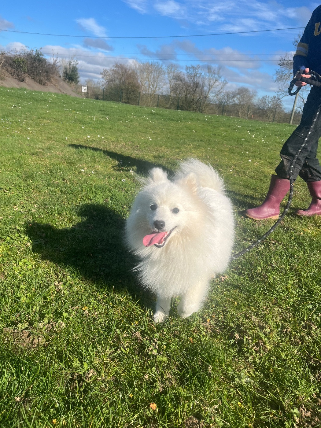 de Jerrie Black - Chiots disponibles - Spitz japonais