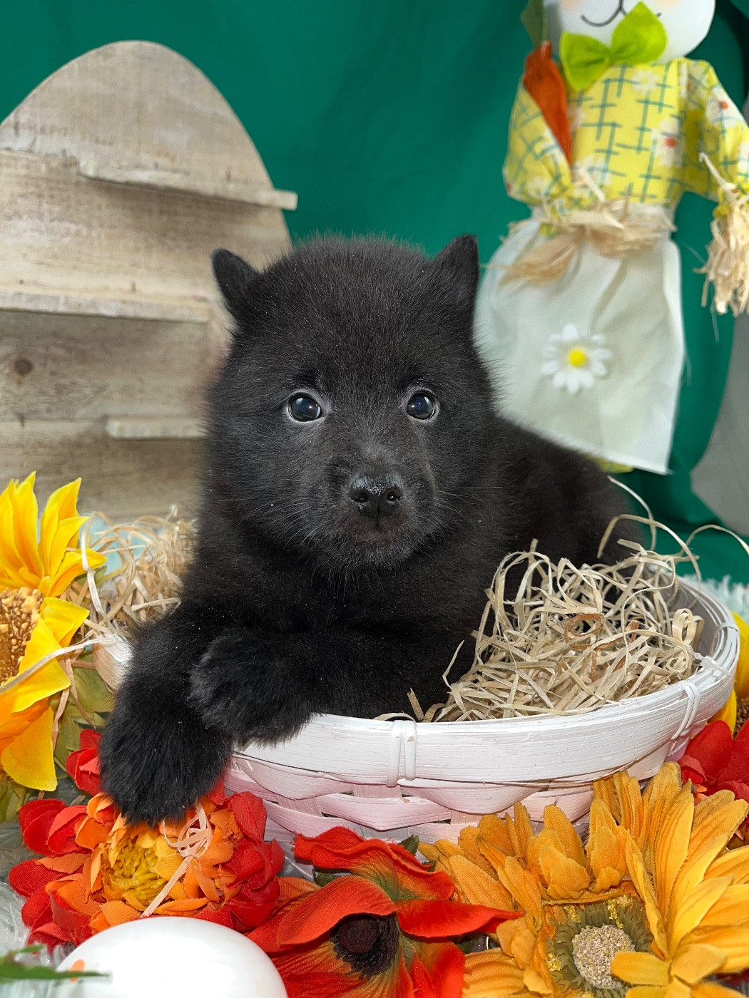 de Jerrie Black - Chiots disponibles - Schipperke